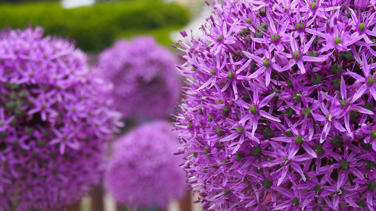 Best Tips for Growing Garlic in Your Garden